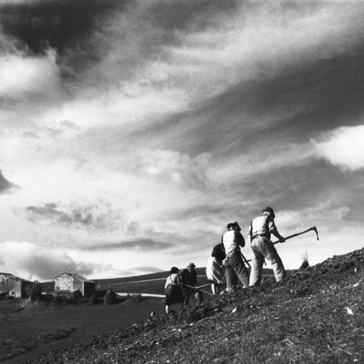 Lavoro sui campi, Canossa, 1950