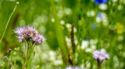 Il controllo fitosanitario del nostro giardino nel rispetto dell’ecosistema e di noi stessi